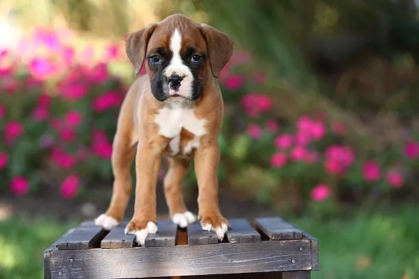FILHOTES DE CÃO BOXER DESCENDENTES DO CÃO Nº 1 DO BRASIL 2023