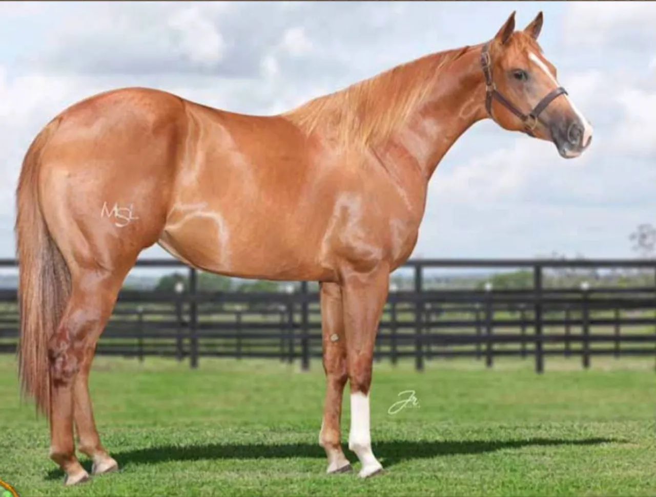 Égua Quarto de Milha - Pura- Prenha