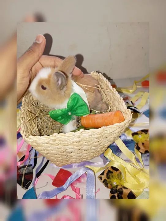 Filhotes Coelhos Raça Lionheart - Foto 5