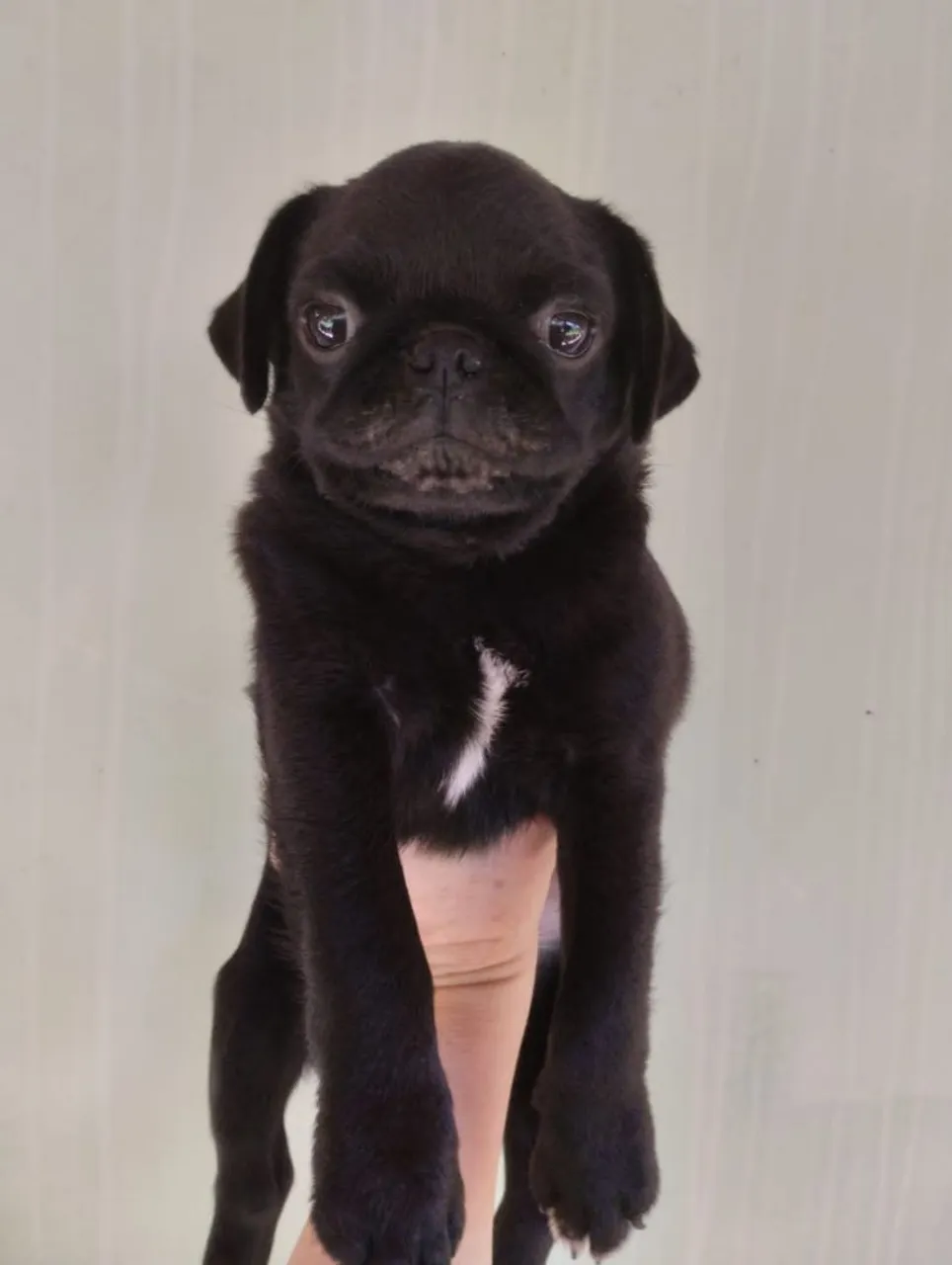 Filhote Pug Preto