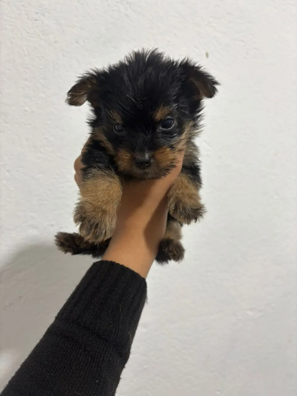Filhote de Yorkshire Terrier - Pelúcia de 4 Patas!