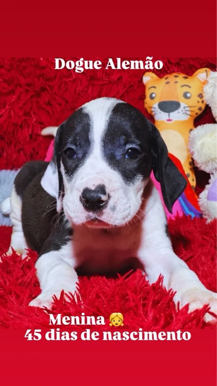 Dogue Alemão fêmea - Foto 5