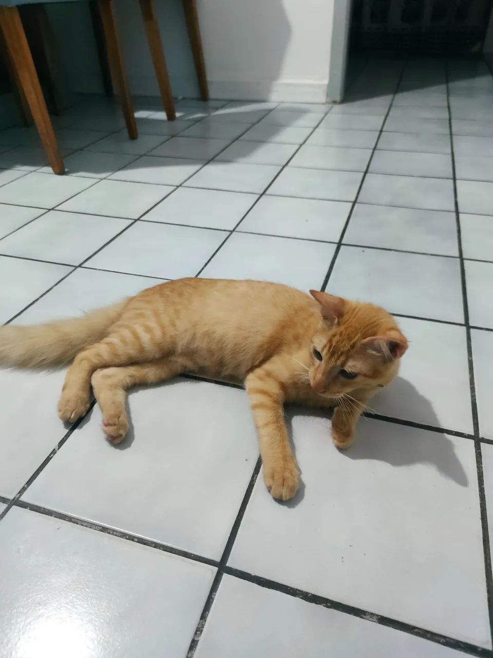 Gatinho laranja para adoção 