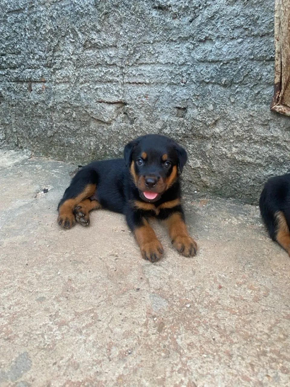 Filhote Rottweiler