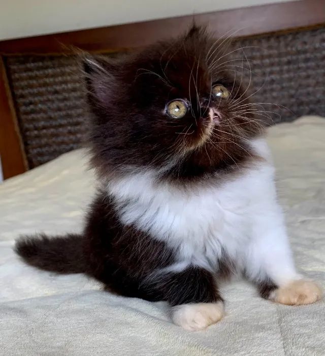 Show D/Gata Persa filhote Feméa Bicolor pelo longo extremada,C/50 Dia P/Reserva Linda. - Foto 2