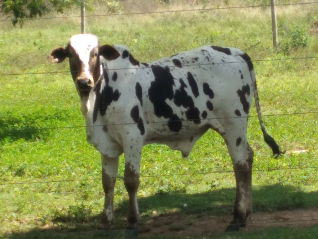 Bezerro Nelore Pintado de alta linhagem  - Foto 2