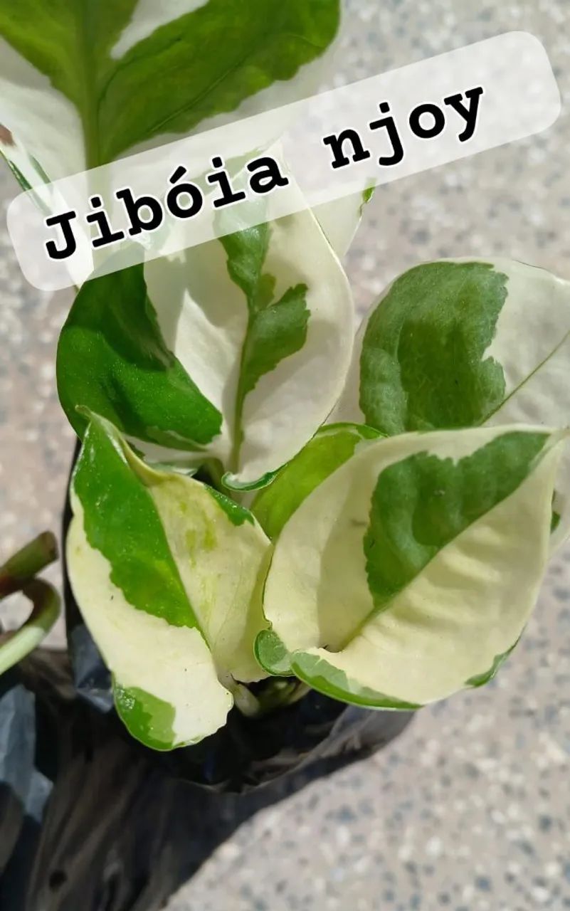 Kit 2 Mudas de Jiboia N'Joy - Beleza e Sofisticação