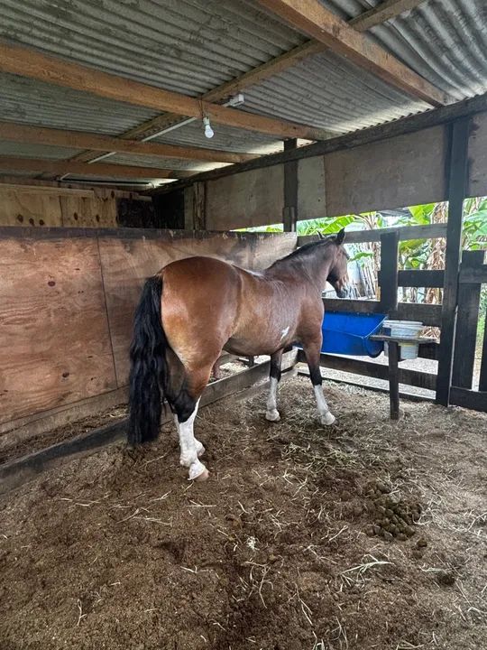 Cavalo crioulo  - Foto 2