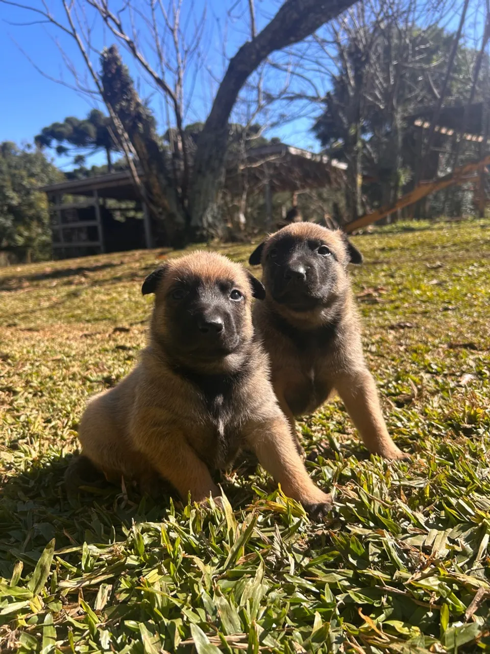 Filhotes de Pastor Belga Malinois