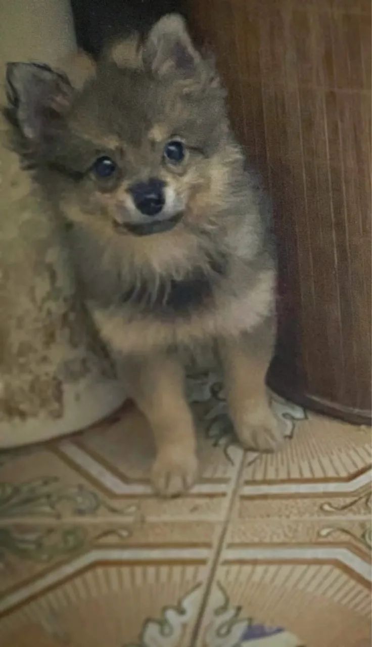 Filhote de Spitz Alemão - Foto 2