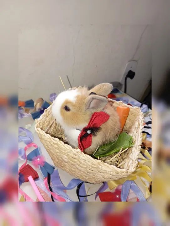 Filhotes Coelhos Raça Lionheart - Foto 3