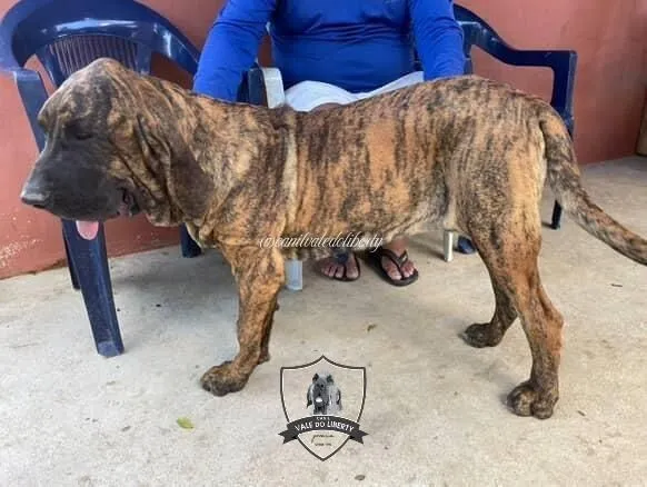Filhote Fila Brasileiro a venda