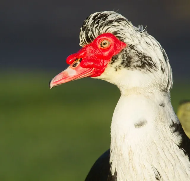 Patos, jovens. Saudáveis - principal ingrediente do Círio de Nazaré em Belém