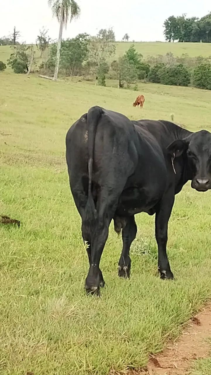 Terneiro de corte (boi) - Foto 3