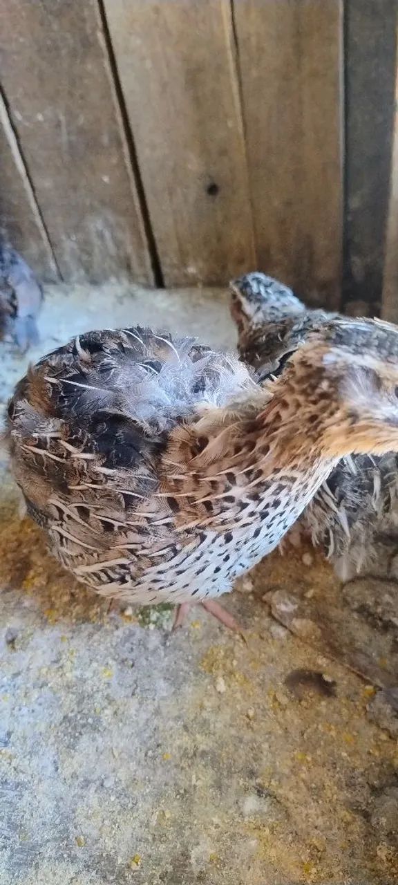 7 codornas gigantes adulta  - Foto 2