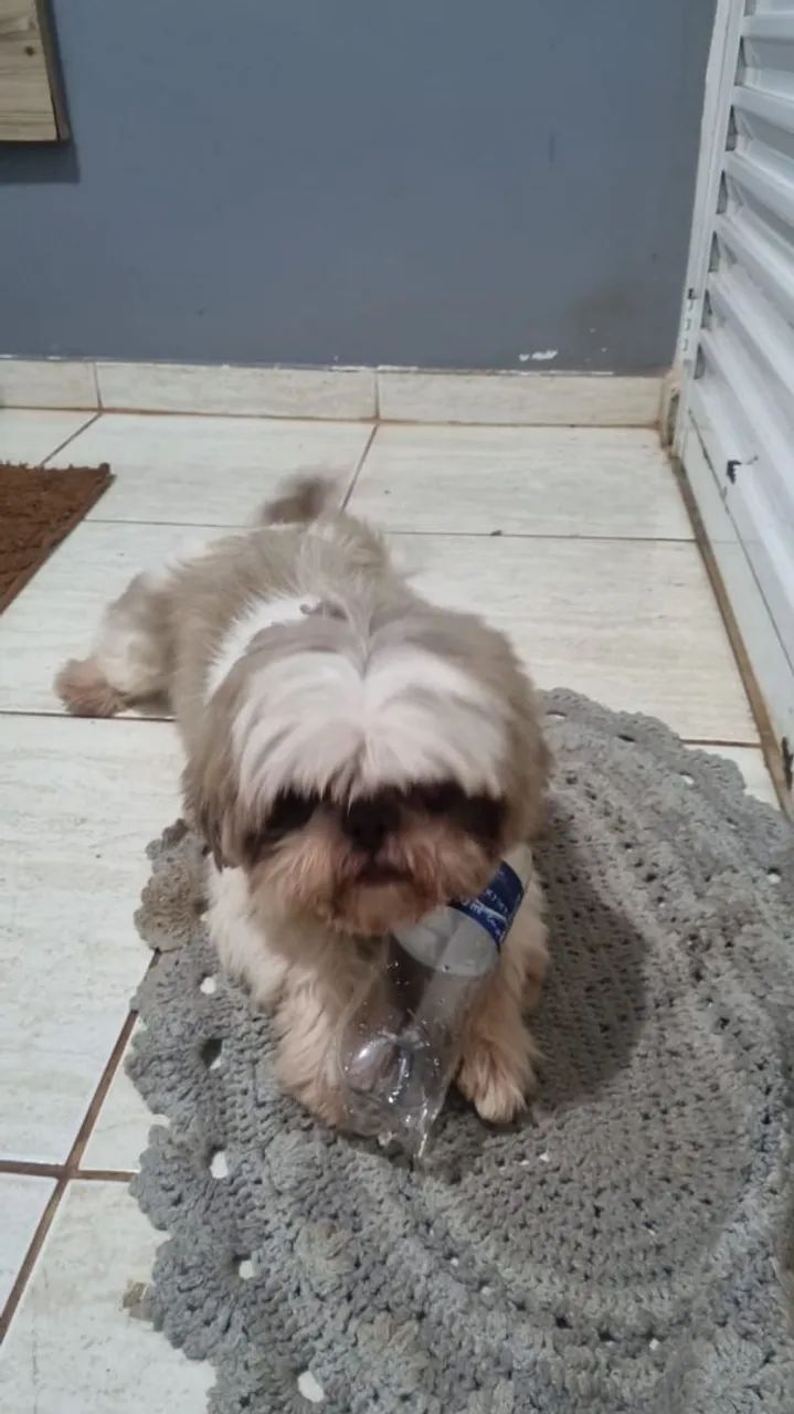 Vendo filhotes da raça Shitzu  - Foto 3