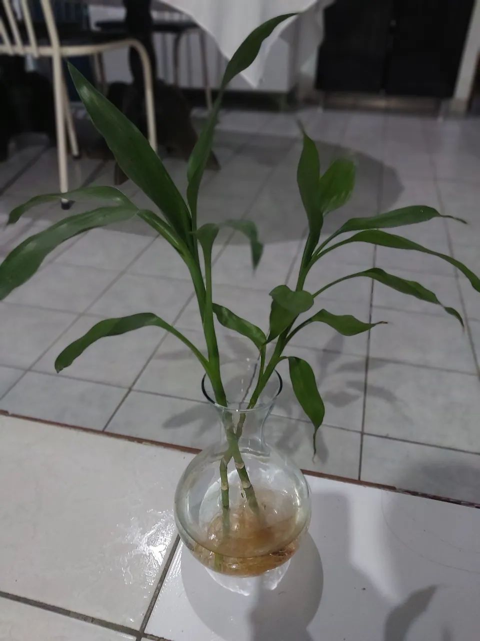 Bambu da sorte (apenas haste) - Foto 2