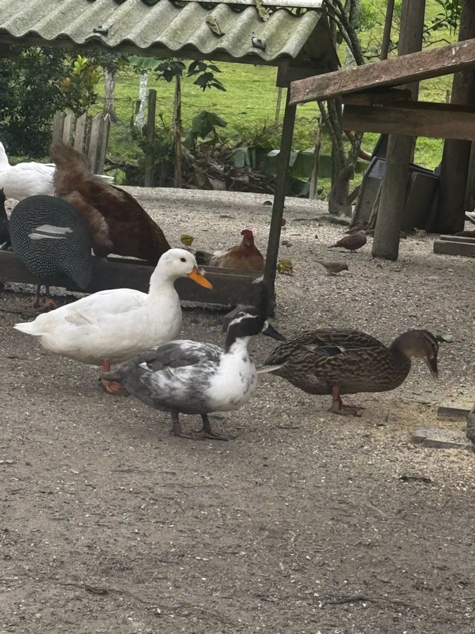 Ovos férteis de mini marreco 