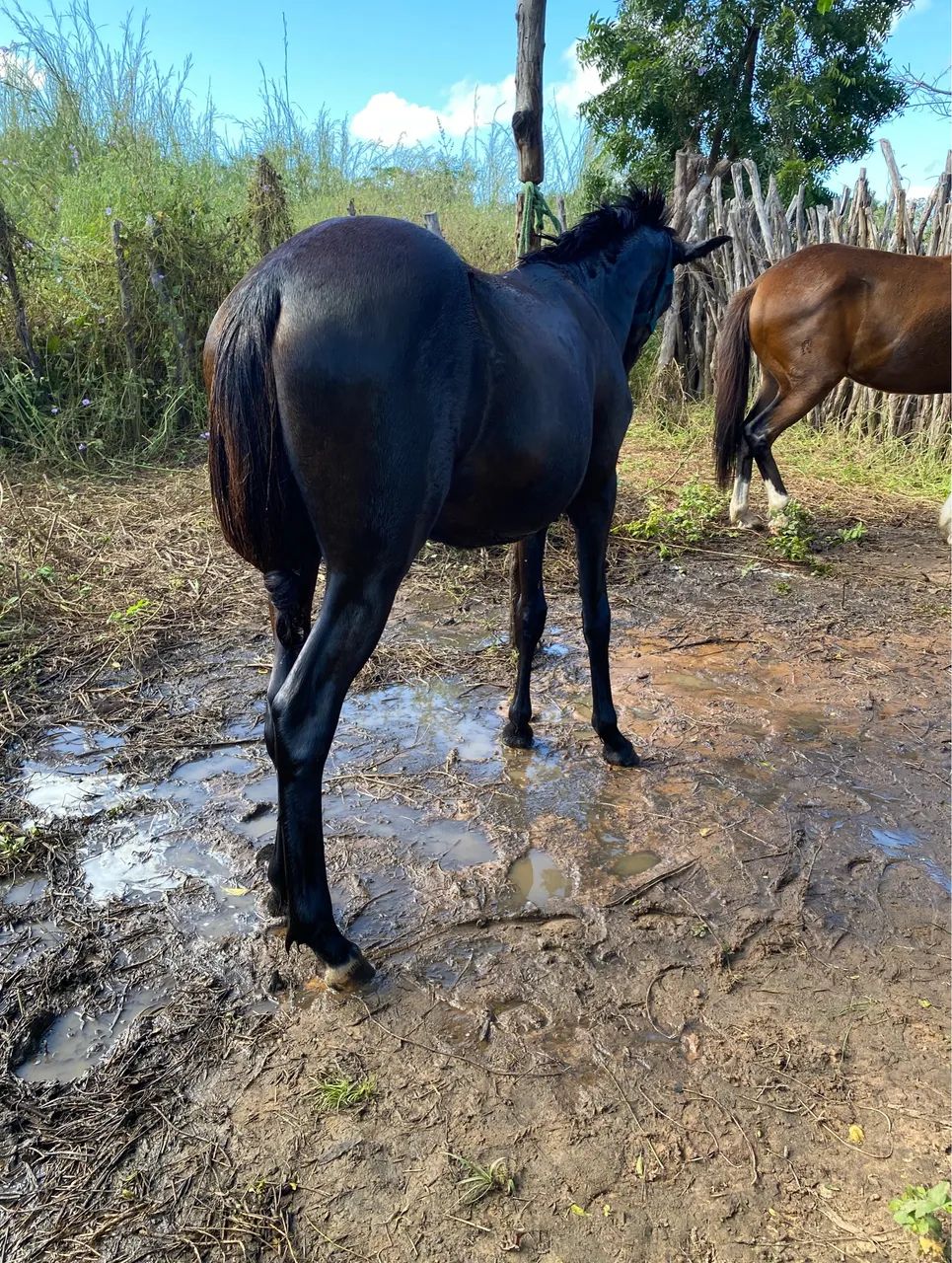 Vende se potra quatro de milha  - Foto 4