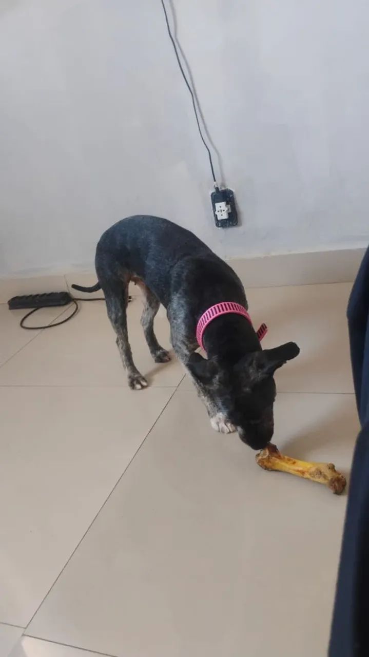 Doaçao de cachorro  - Foto 3