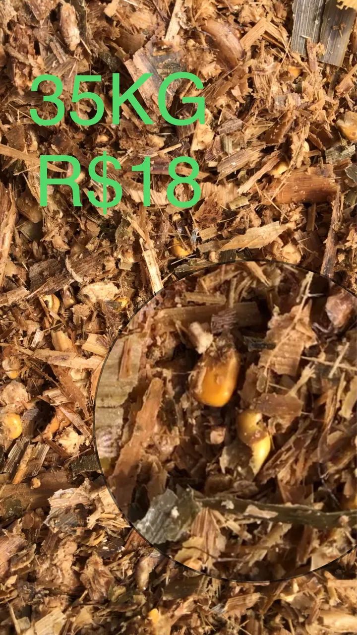 Silagem De Milho ? - Foto 4