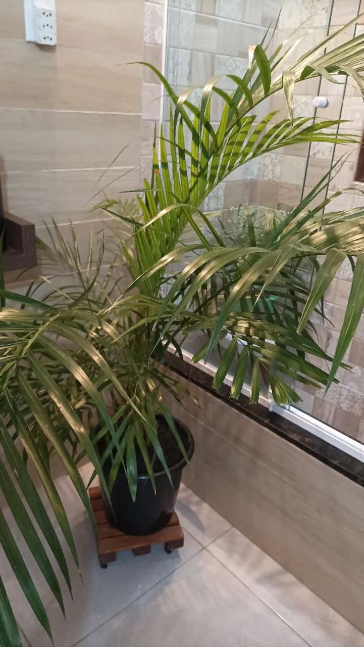 Vaso com palmeira areca bambu 