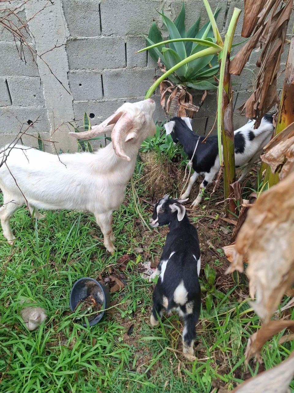 Vendo bode, cabra e cabrito - Foto 3