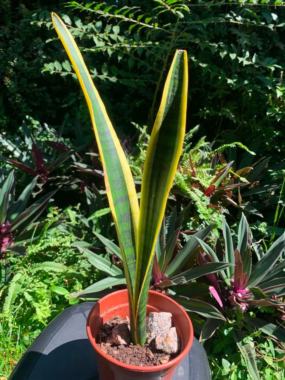 Planta