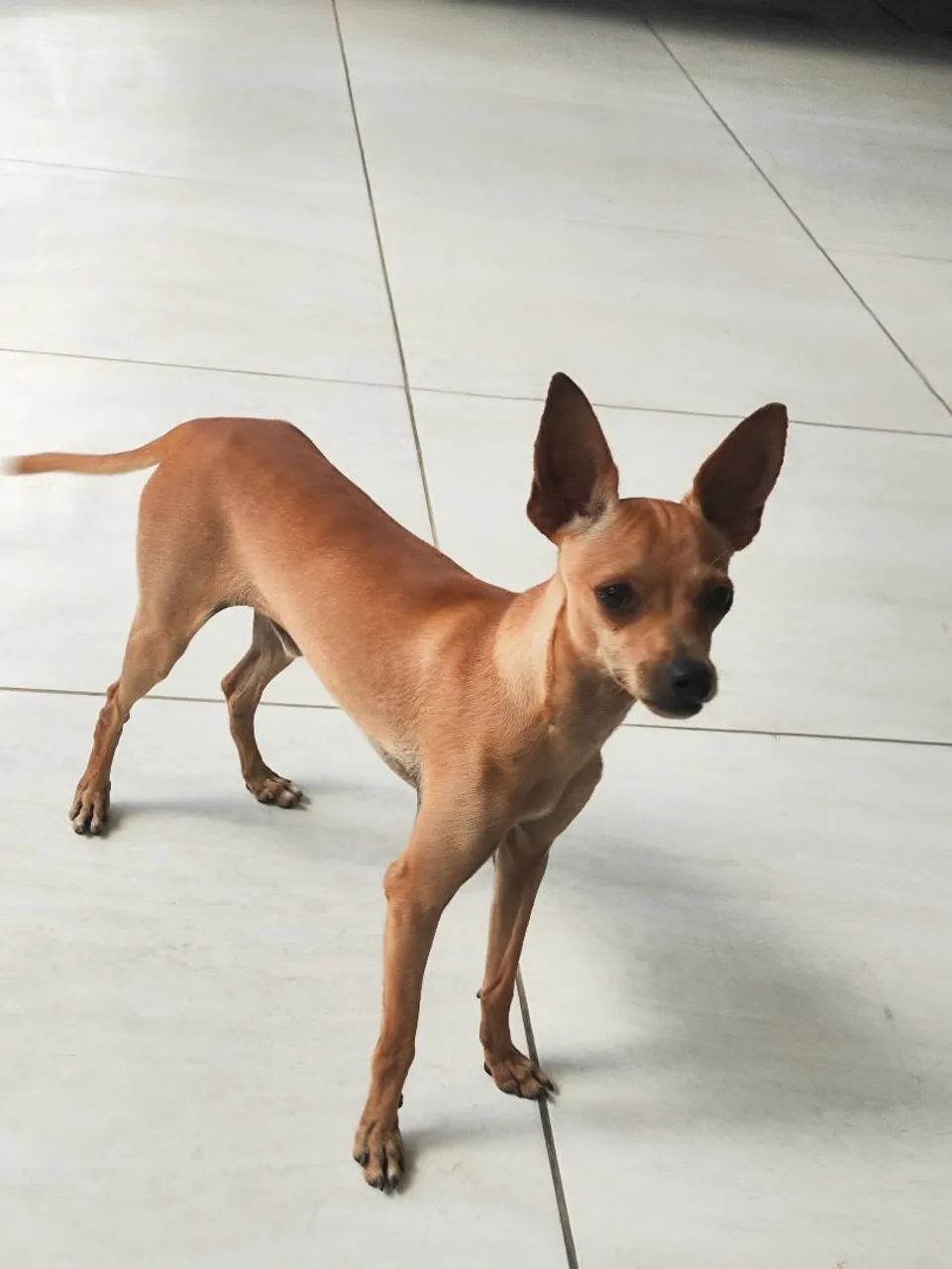 Pinscher  - Foto 2