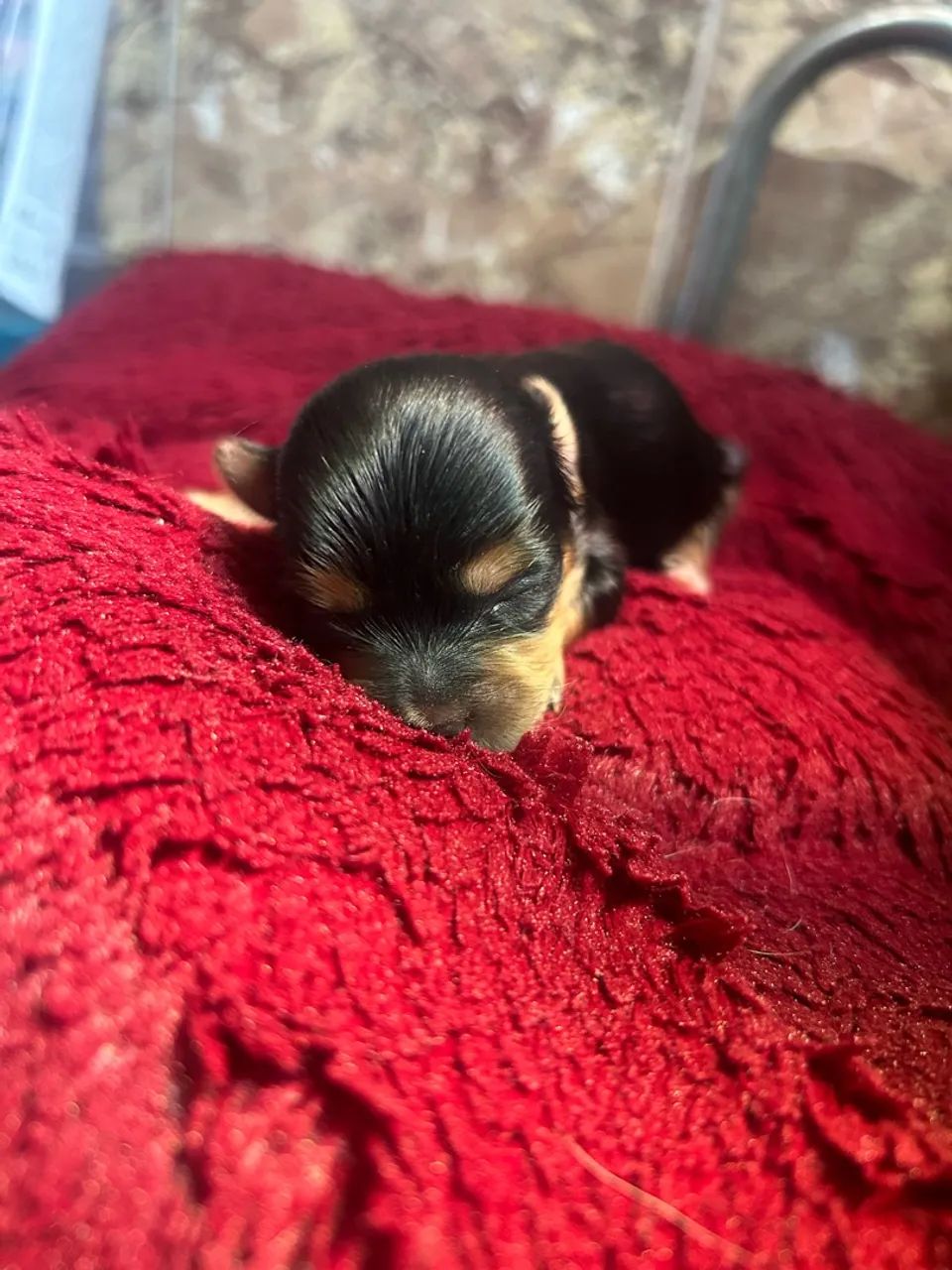 Yorkshire Terrier MACHO - Foto 3