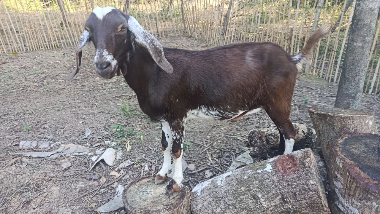 Vende-se uma cabrita  - Foto 3