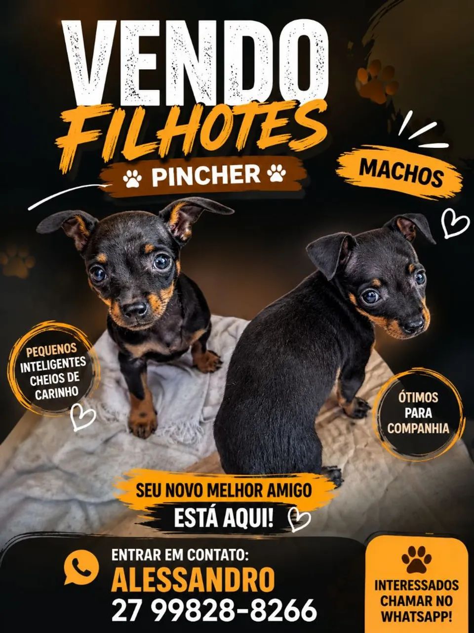 Vendo filhotes pincher 