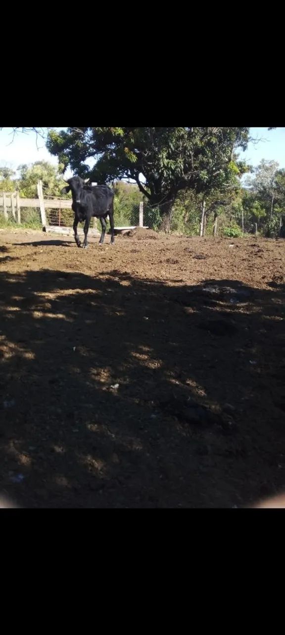 Esterco de gado  - Foto 2