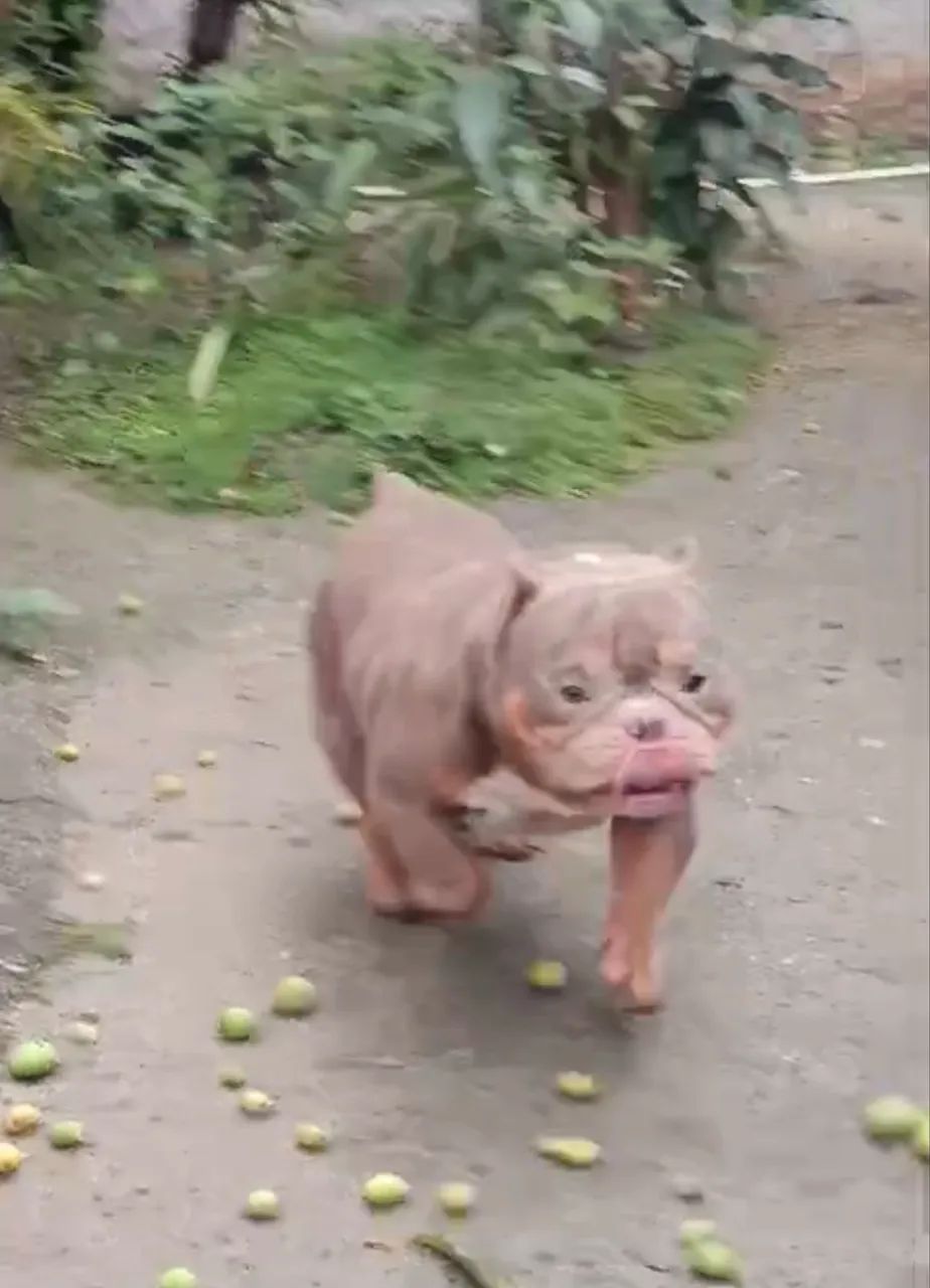 American bully  - Foto 2