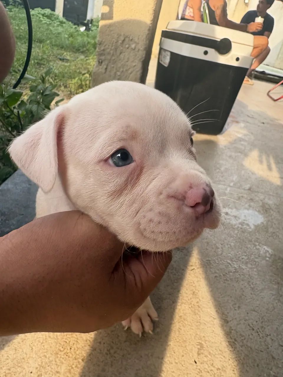 American Bully - Foto 4