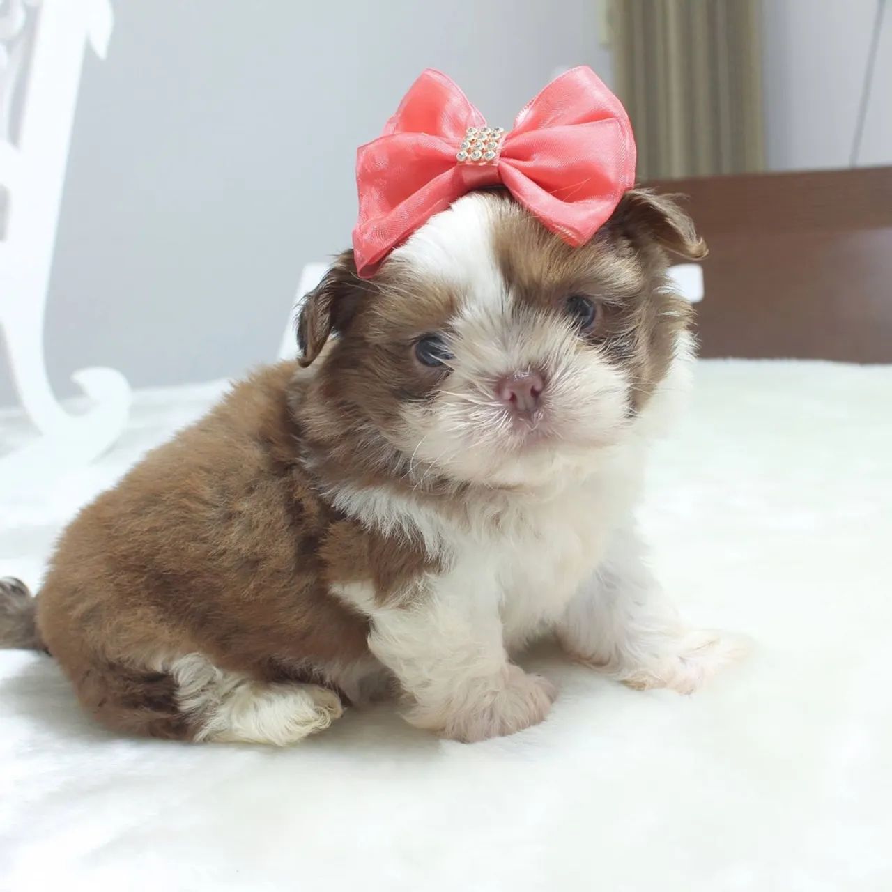 Shihtzu miniaturas  - Foto 2