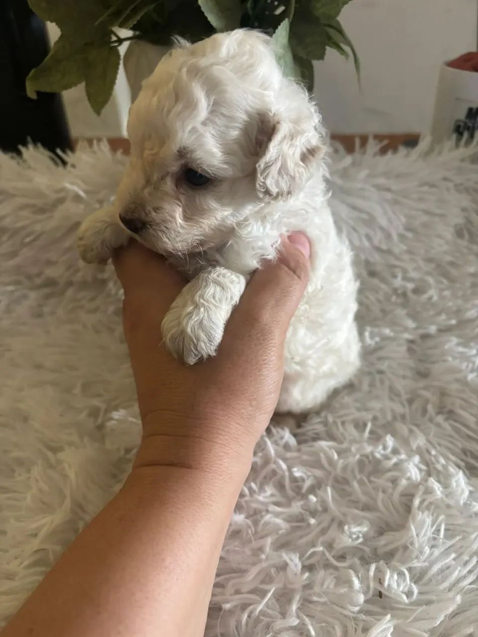 Poodle toy machinho - Foto 4