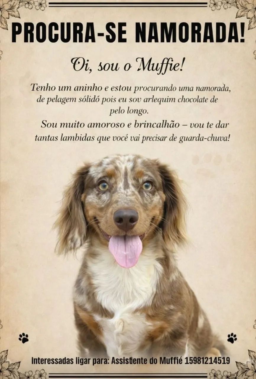 Cobertura Dachshund  - Foto 4