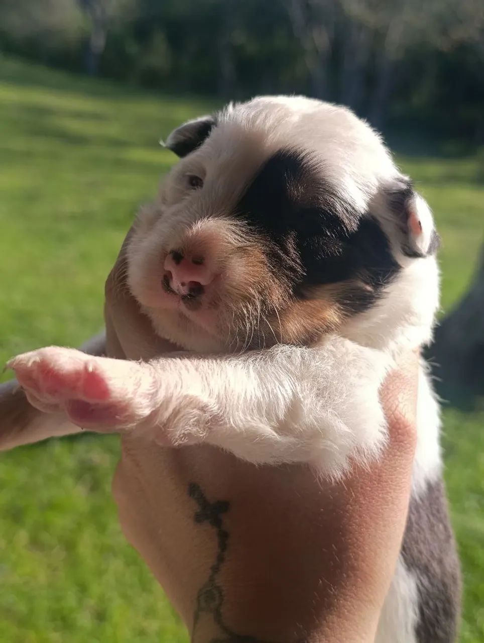 Filhotes de Border collie  - Foto 3