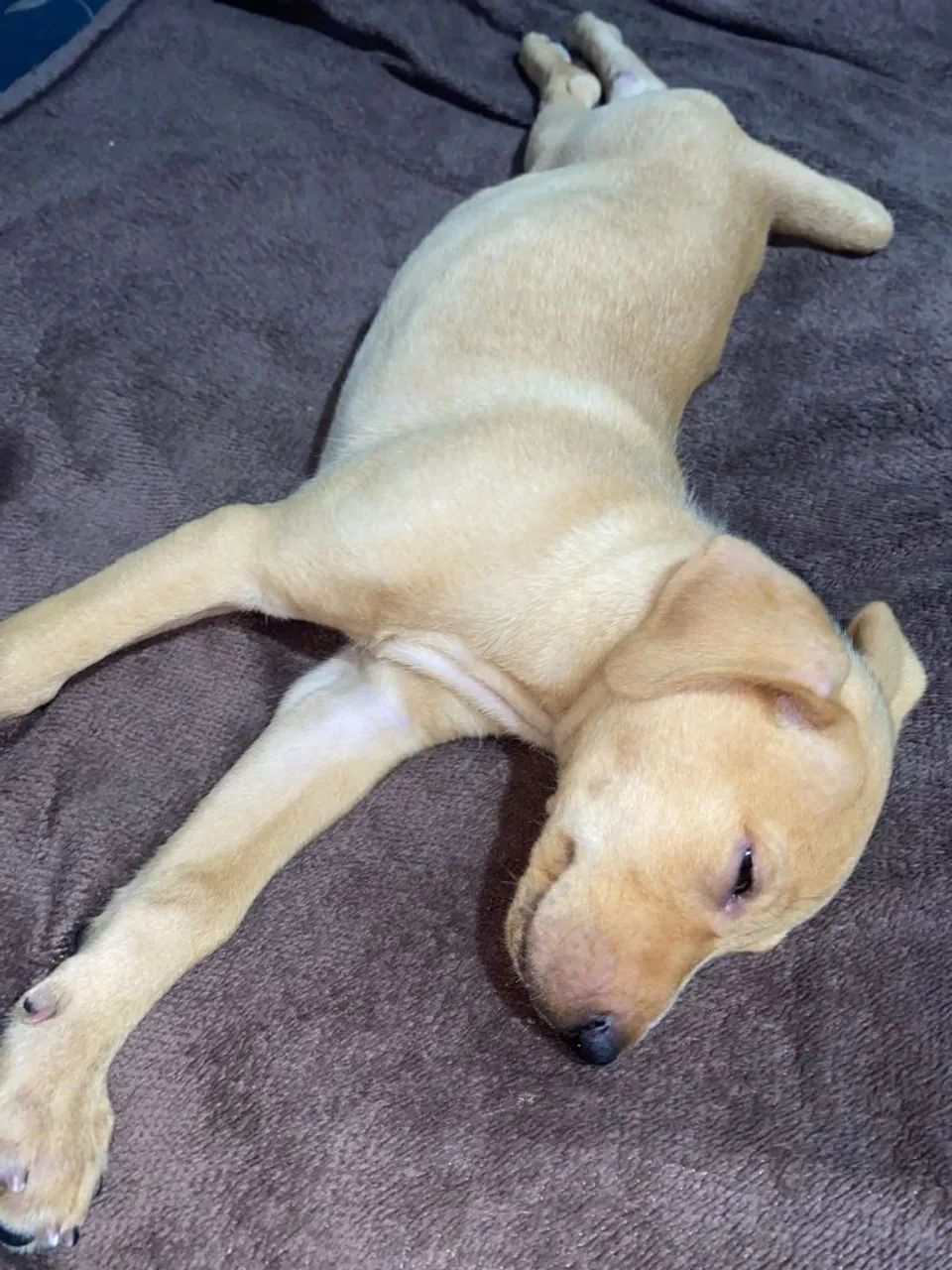 DOAÇÃO LABRADOR  - Foto 3