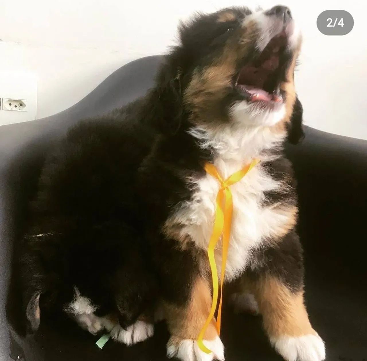Bernese Mountain Pedigree e Microchip  - Foto 2