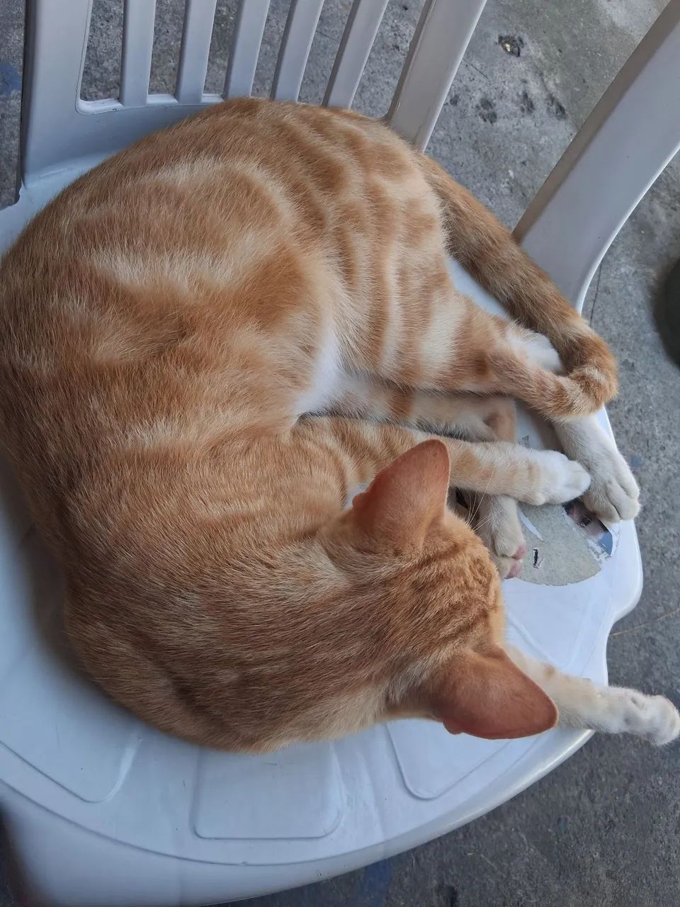 Adoção  - Foto 2