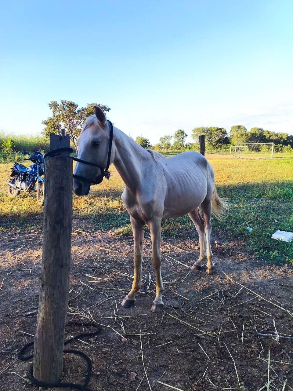 Vendo potra