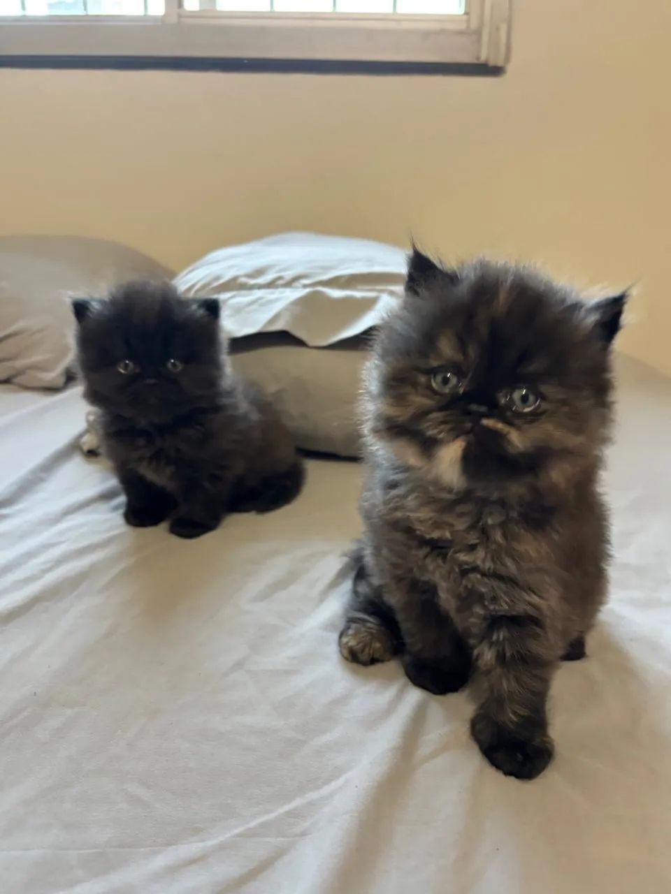 Vendo gato 