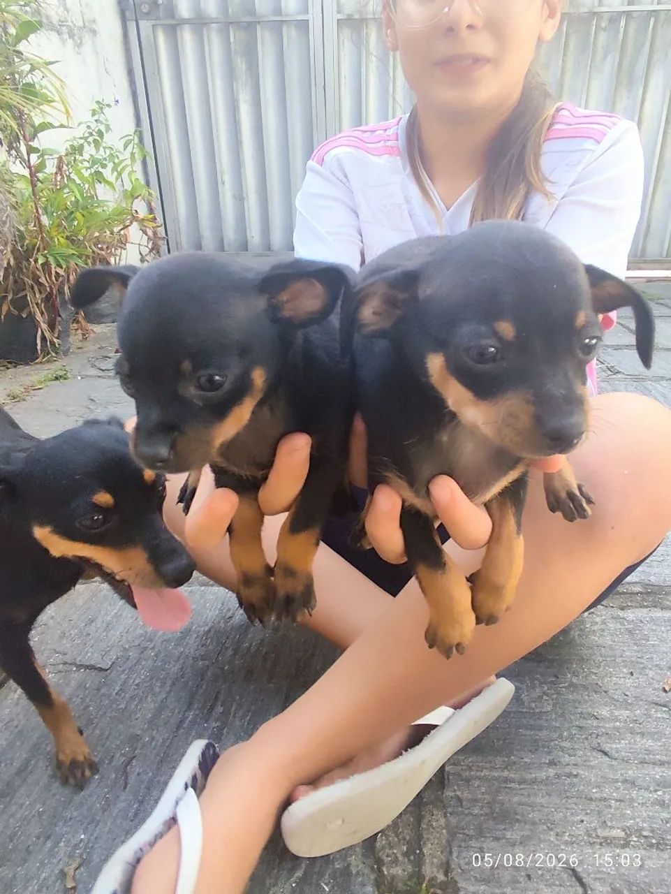 Filhotes de Pinscher  - Foto 4