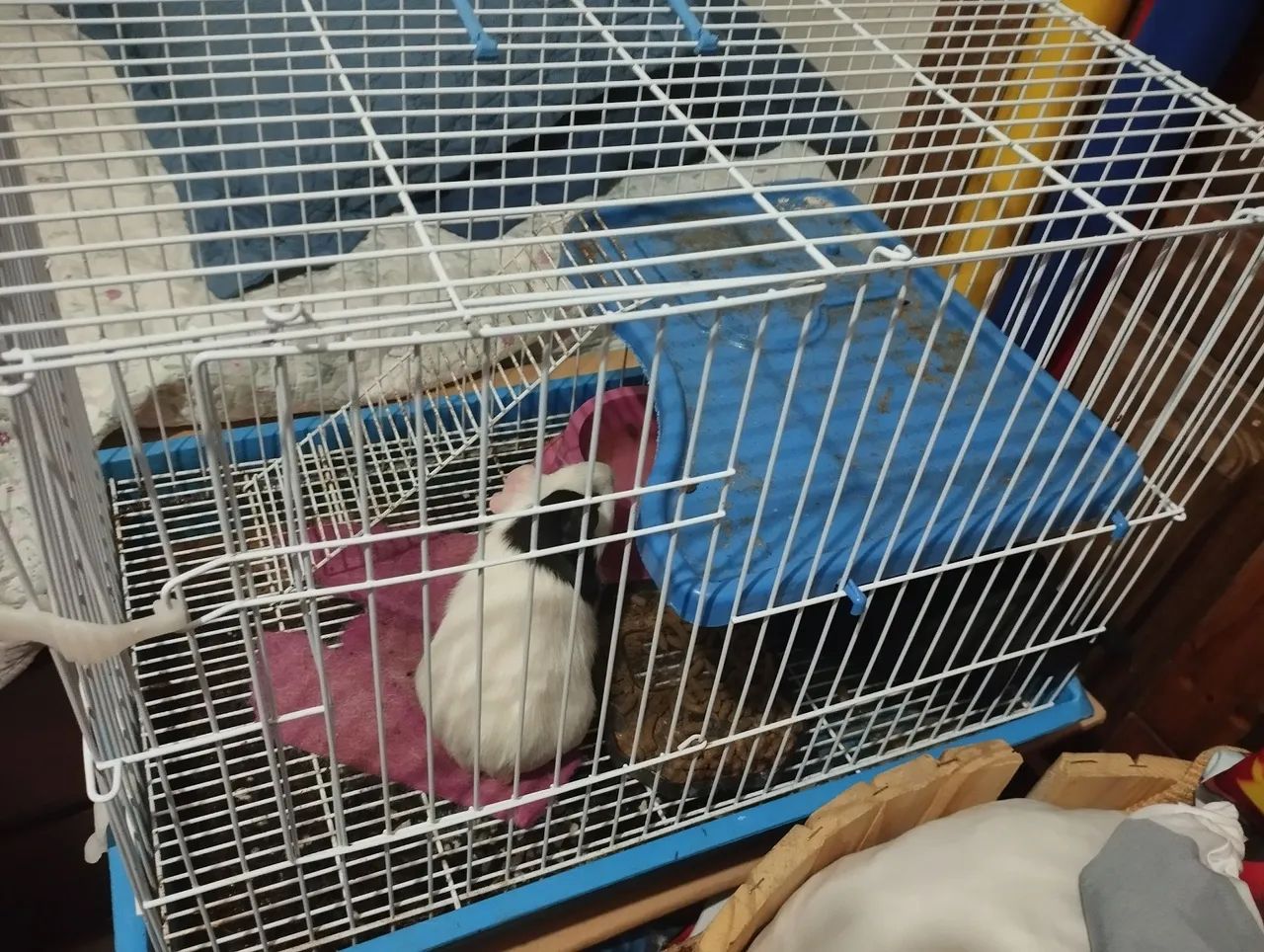 Vendo hamster com gaiola - Foto 4