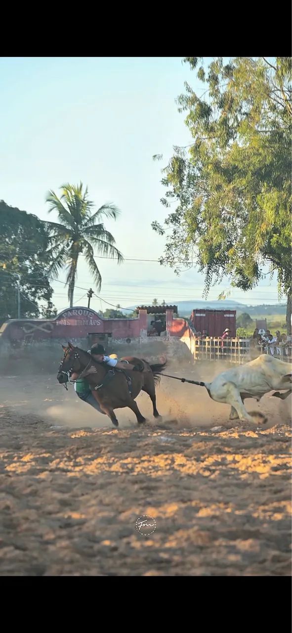 Égua de esquerda vaquejada - Foto 5
