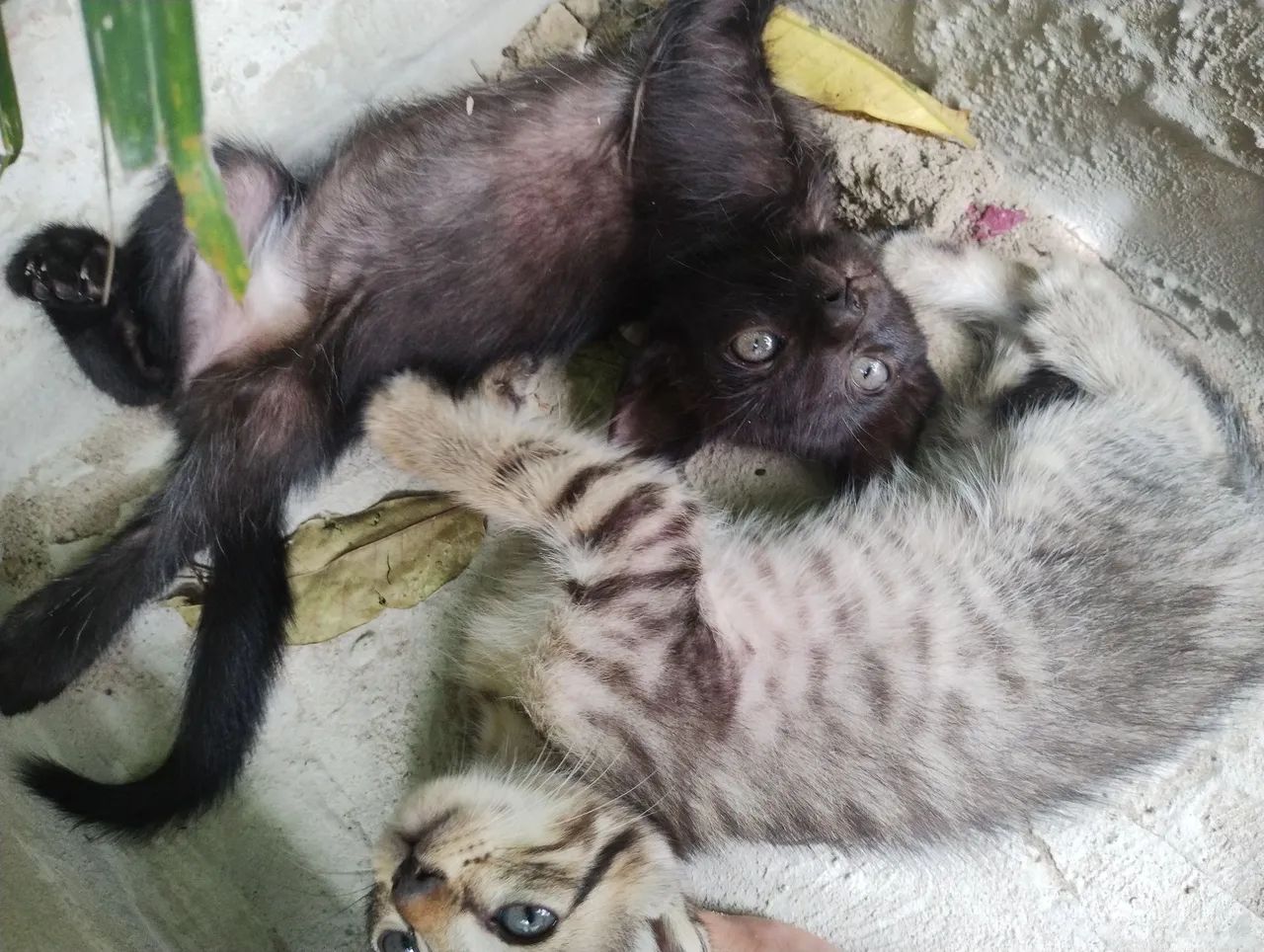 Gatos  - Foto 3