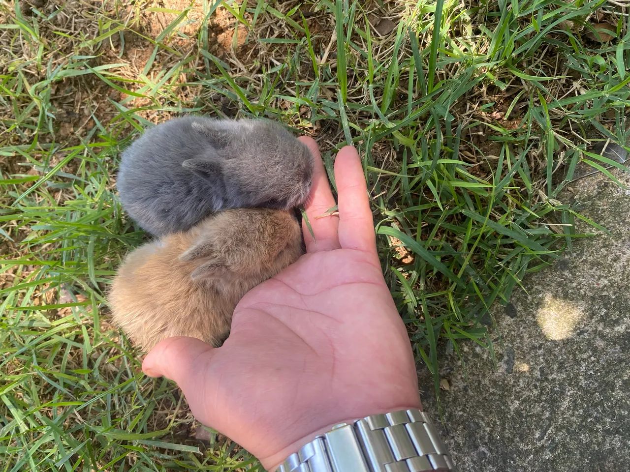 Pet - Foto 4