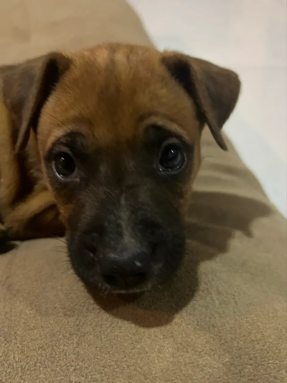 Cachorrinho - Foto 3